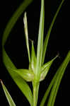 Greater bladder sedge